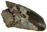 Carnosaurian Dinosaur (Allosaurus) Tooth - Colorado #261695-1